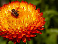 Helichrysum bracteatum IMG_4807 Kocanki ogrodowe